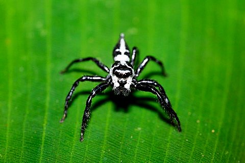 Jumping spider, Salticidae, Costa Rica