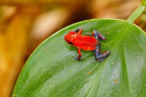 Red and Blue "Blue Jeans" poison dart frog, Strawberry Poison Dart Frog, Poisoned dart frog, poison arrow frog, Bluejeans frog, Dendrobates pumilio, Costa Rica