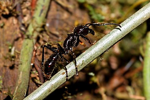 bullet ant, Paraponera clavata, Costa Rica