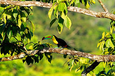 Keel billed Toucan, Ramphastos sulfuratus, Costa Rica