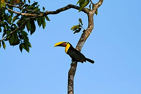 Chestnut-mandibled Toucan (Ramphastos swainsonii), Costa Rica