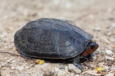 turtle, Palo Verde National Park, Guanacaste, Costa Rica