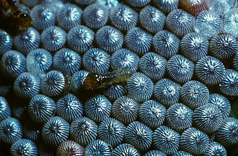 moth eggs newly hatched larva Germany