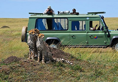 Three cheetahs (acinonyx jubatus ) sitting on a hill in front of a jeep with photographer and camera, Masai Mara National Game Reserve, Kenya, Africa