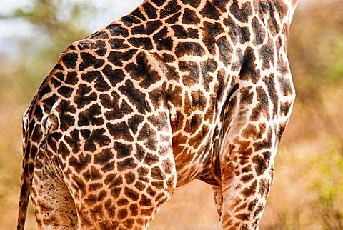 Rothschild giraffe (giraffa rothschildi), Samburu National Park, Kenya, Africa