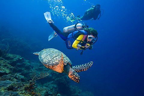 Young female scuba diver observing a Hawksbill Turtle (Eretmochelys imbricata), Caribbean, Honduras, Central America