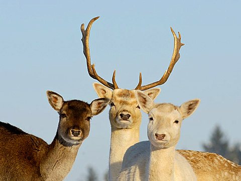 fallow deer at winter (captured animals)