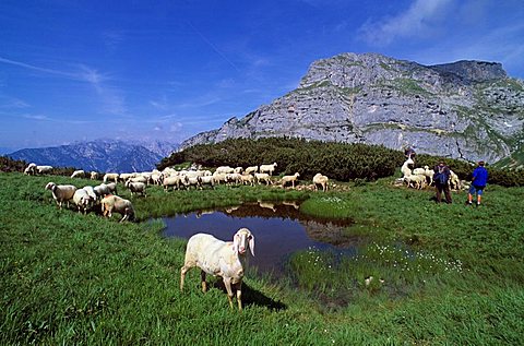 Grazing sheep and small pond near the Isskoepfl Rofan mountains Austria