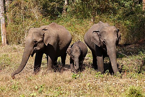 Asian, Asiatic or Indian elephants (Elephas maximus), two females and a juvenile, Rajiv Gandhi National Park, Nagarhole National Park, Karnataka, South India, India, South Asia, Asia