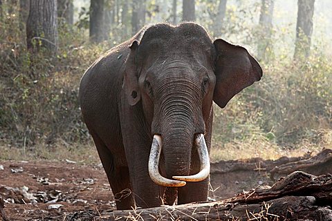 Asian, Asiatic or Indian elephant (Elephas maximus), male, Rajiv Gandhi National Park, Nagarhole National Park, Karnataka, South India, India, South Asia, Asia