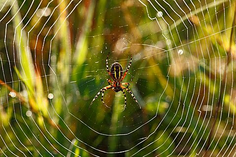 Wasp Spider (Argiope bruennichi) in a spider web, Bavaria, Germany