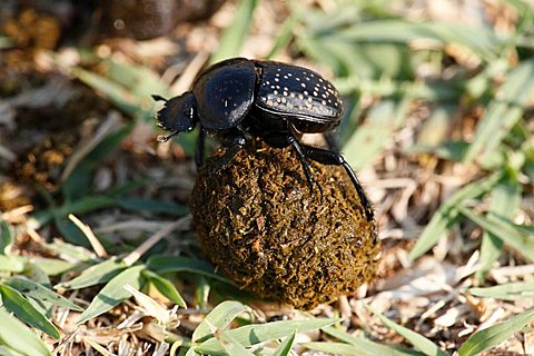 Scarab (Scarabaeidae) with a ball of sheep dung, Croatia, Europe