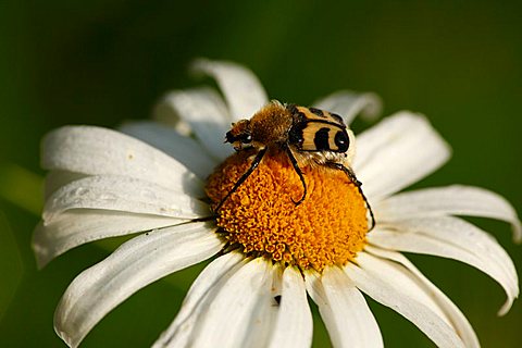 Bee beetle (Trichius fasciatus) on bloom of a daisy