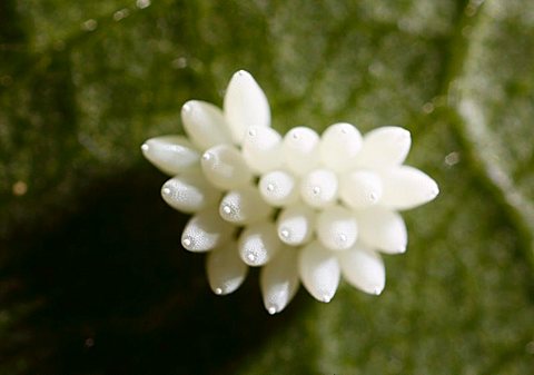 Insect eggs on a rose leaf, highly enlarged