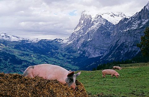 Lucky pig on a dunghill near Grindelwald, Switzerland