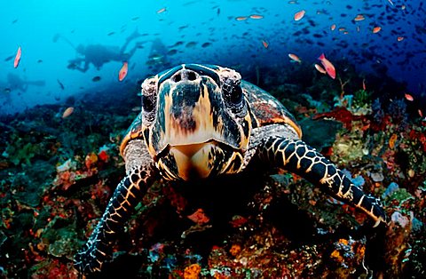 Curious Hawksbill turtle (Eretmochelys imbricata), Komodo, Indo-Pacific, Indonesia, Southeast Asia, Asia