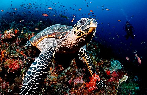 Hawksbill turtle (Eretmochelys imbricata), Komodo, Indo-Pacific, Indonesia, Southeast Asia, Asia