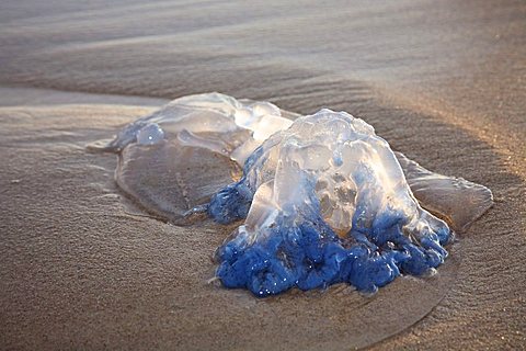 Alluvial jellyfish on the coast of Hammamet, Tunisia