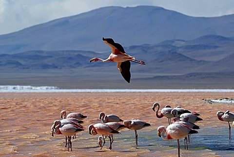 Andean Flamingo (Phoenicopterus andinus), Laguna Colorada, Uyuni Highlands, Bolivia