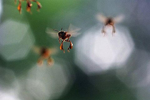 Flying bees, Amazon Basin, Brazil