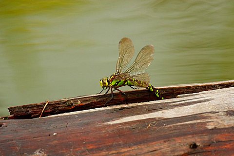 Southern Hawker (Aeshna cyanea)