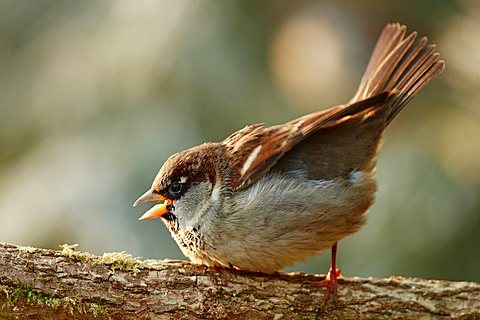 House Sparrow (Passer domesticus)