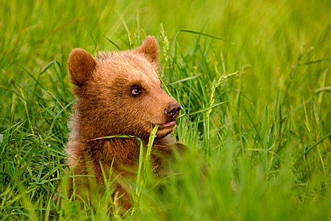European Brown Bear (Ursus arctos) cub in the grass, Poing Zoo, Munich, Bavaria, Germany, Europe