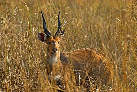 Bushbuck, Tragelaphus scriptus, Gorongosa National Park, Mozambique, Africa