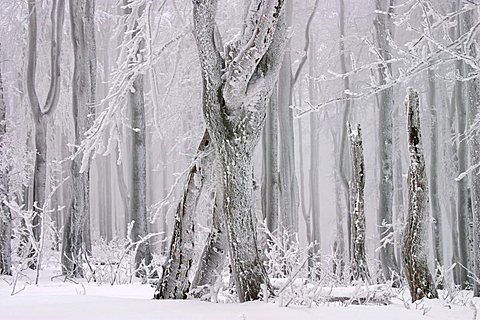 Winter beech forest, Javorina national wilderness area, Bile Karpaty, White Carpathian Mountains, protected landscape area, Moravia, Czech Republic, Europe