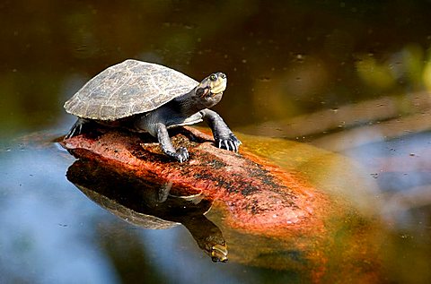 Yellow-spotted Amazon River Turtle Podocnemis unifilis Brazil