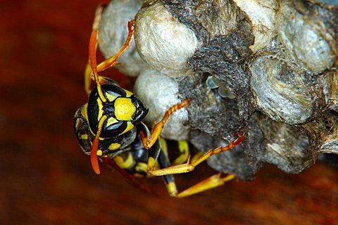 European or Dominulus paper wasp Polistes dominulus doing brood care at the nest