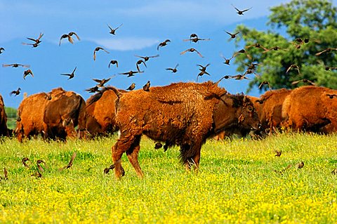 A flock of birds settling on an American Bison (Bison bison), in search of vermin in winter coat