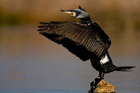 Great Black Cormorant (Phalacrocorax carbo) perched on a rock in the water