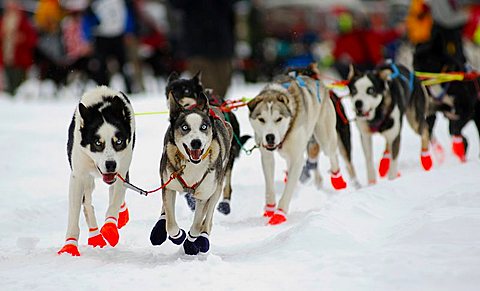 Huskies running during Finnmarksløpet Doglsed Race, Alta, Norway, Scandinavia