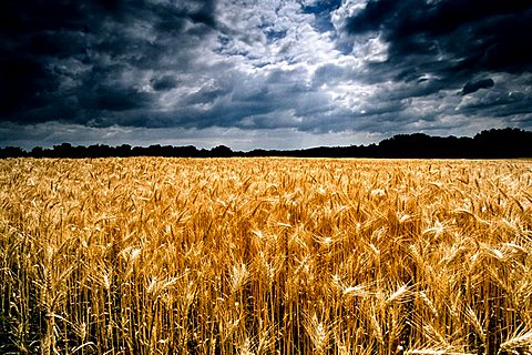 Wheat field ripe for harvest, grain field, dramatic clouds, thunderclouds