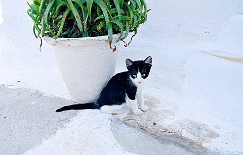 Black and white kitten in front of a cactus plant in a flower pot, Cyclades, Greece, Europe