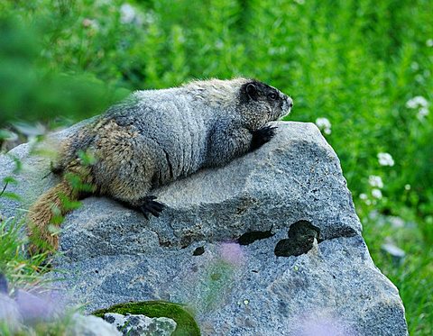 Marmot (Marmota) on a rock, Mount Rainier National Park, Washington, USA, North America