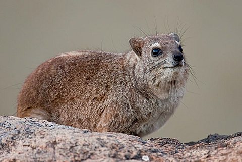 Rock Hyrax (Procavia capensis), Hwange National Park, Zimbabwe, Africa