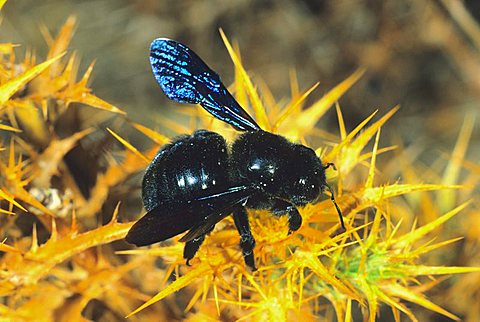 Blue carpenter bee (Xylopa violacea), foraging