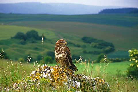 Common Buzzard (Buteo buteo) overlooking his territory