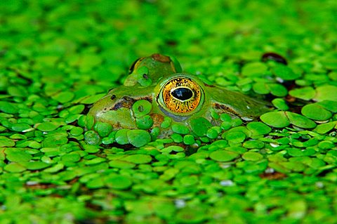 Edible frog (Rana esculenta) camouflaged in duckweed