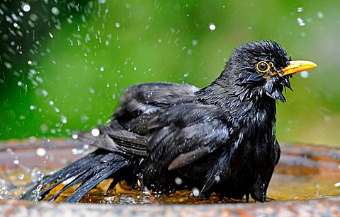 Male Blackbird (Turdus merula) bathing