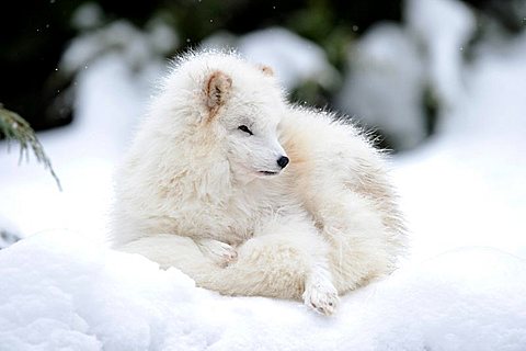 Arctic fox (Alopex lagopus)