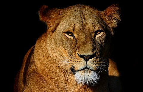 Portrait of a lioness (Panthera leo), Erfurt Zoo, Thuringia, Germany, Europe