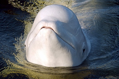 Beluga whale (Delphinapterus leucas), Kareliya, Russia, White Sea, Arctic