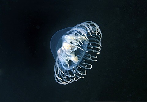 Clinging Jellyfish (Gonionemus vertens), Japan Sea, Far East, Primorsky Krai, Russian Federation