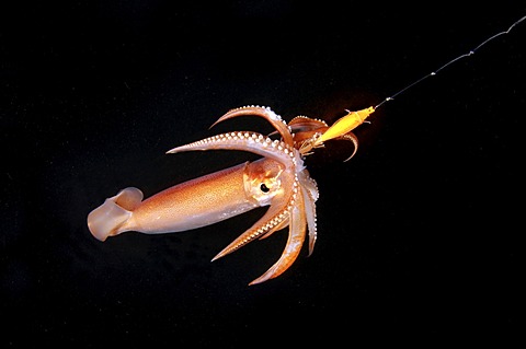 Night fishing on a squid, Japanese common squid or Japanese flying squid (Todarodes pacificus), Japan sea, Far East, Primorsky Krai, Russia