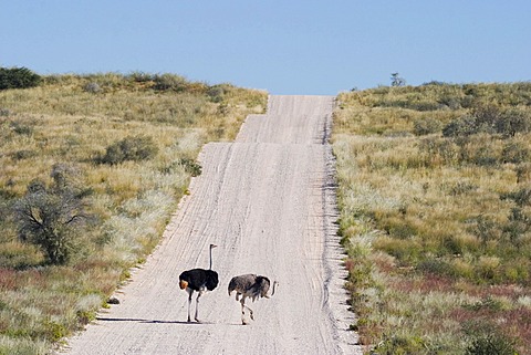 Two ostrich on gravelroad Kgalagadi Transfrontier Park, Kalahari Gemsbok Park, Botswana and South Africa.