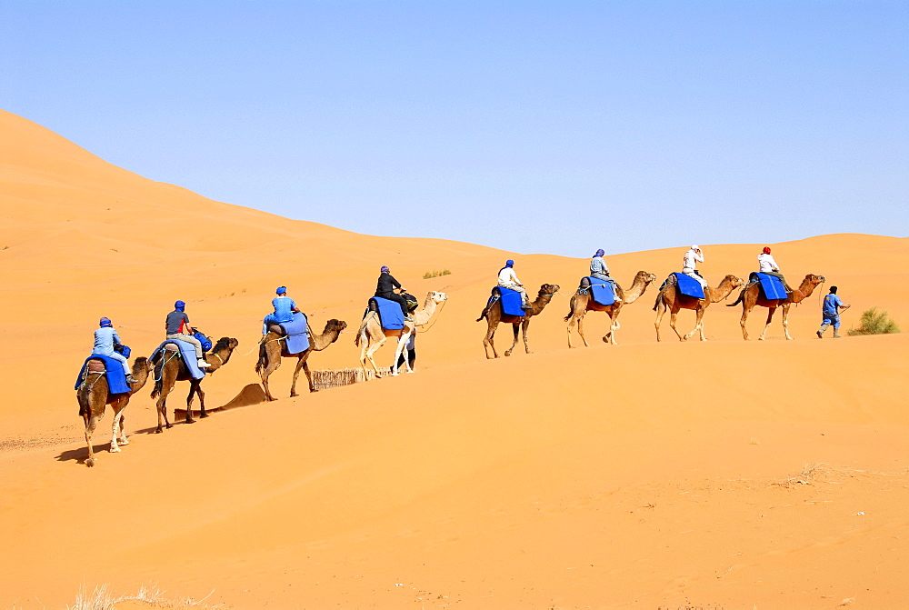 Group of tourists rides on camels one after another over a sanddune Erg Chebbi Merzouga Morocco