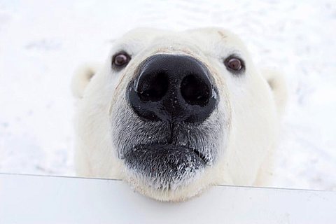 Polar bear (Ursus maritimus) looking over the railing of a Tundra Buggy, Churchill, Manitoba, Canada